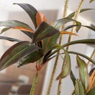 Planta Artificial Dracena Roja